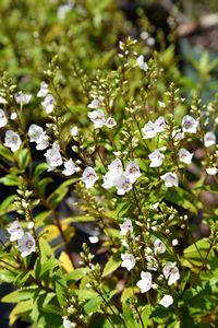 Parahebe catarractae  Snow Cap